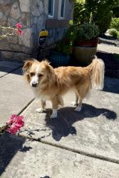 Lost Male Dog last seen Near La Madrona Dr, Santa Cruz, CA 95060, Santa Cruz, CA 95060