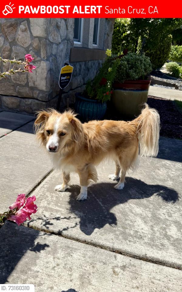 Lost Male Dog last seen Near La Madrona Dr, Santa Cruz, CA 95060, Santa Cruz, CA 95060