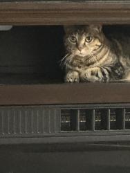 Lost Female Cat last seen Cliff lake Rd, Eagan, MN 55122