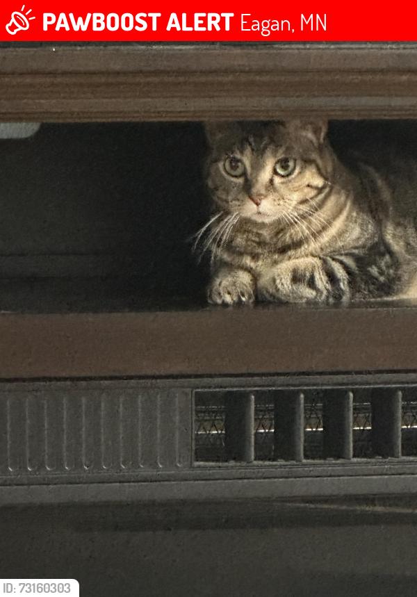 Lost Female Cat last seen Cliff lake Rd, Eagan, MN 55122