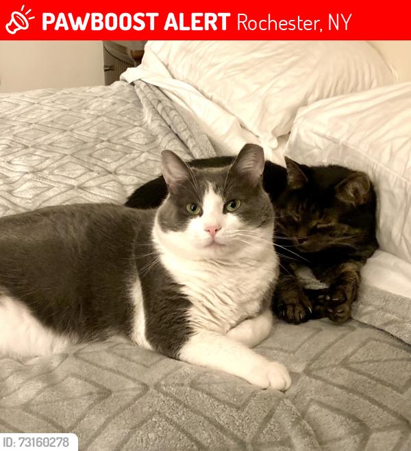 Lost Male Cat last seen Vintage Ln, Mt Read Blvd, Heritage Dr, Rochester, NY 14615