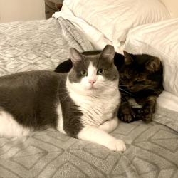 Lost Male Cat last seen Vintage Ln, Mt Read Blvd, Heritage Dr, Rochester, NY 14615
