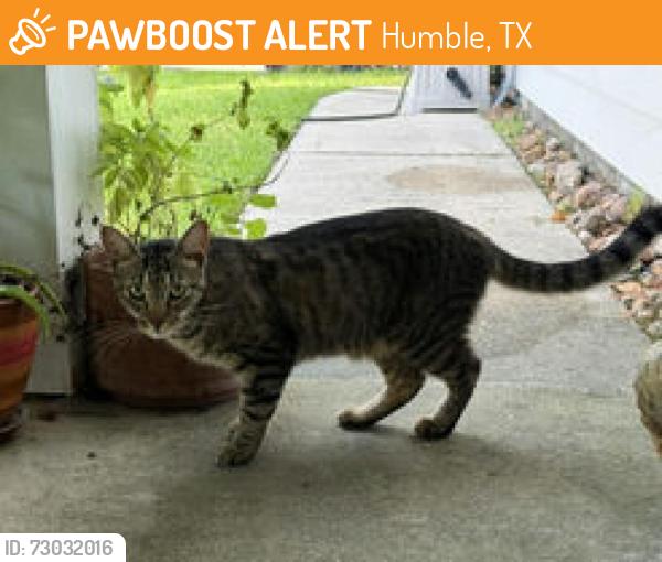 Found/Stray Male Cat last seen Elm Drake Lane and Deerbrook Park Blvd, Humble, TX 77338