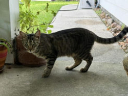 Found/Stray Male Cat last seen Elm Drake Lane and Deerbrook Park Blvd, Humble, TX 77338