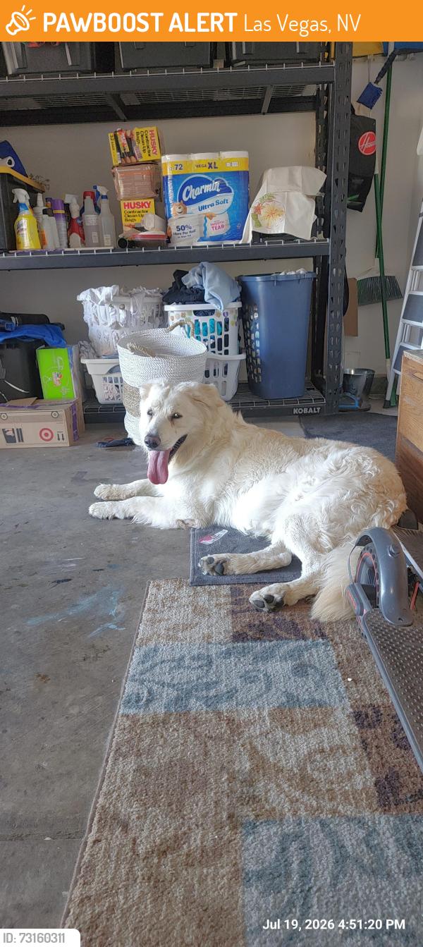 Found/Stray Male Dog last seen Banburry and town center, Las Vegas, NV 89144