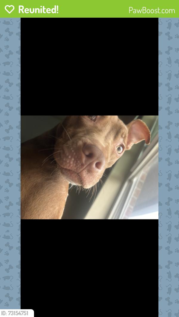 Reunited Female Dog last seen Near baker plaza Dr, Columbus, GA 31903
