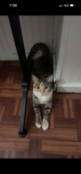 Lost Female Cat last seen 104st - 108st Richmond Hill, Queens, NY 11418