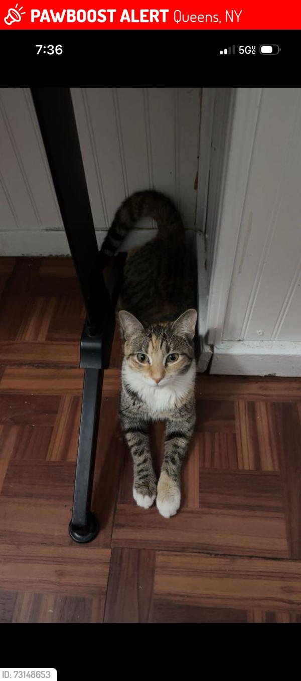 Lost Female Cat last seen 104st - 108st Richmond Hill, Queens, NY 11418