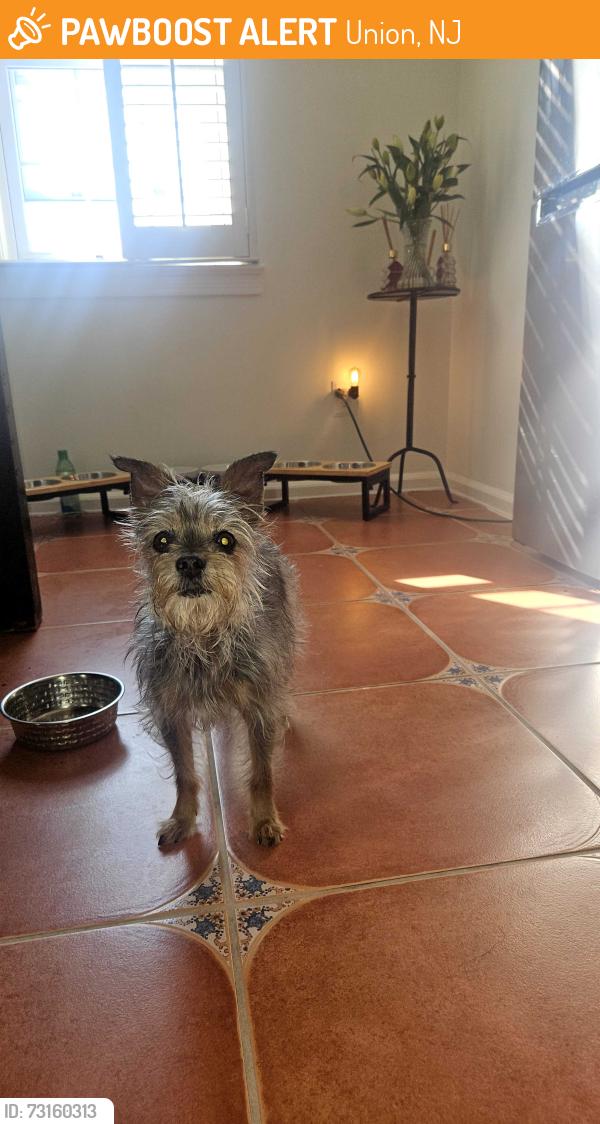 Found/Stray Female Dog last seen Mill Run apmts, Union, NJ 07083