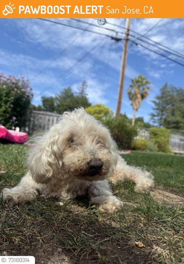 Found/Stray Unknown Dog last seen Kirk Ave, San Jose Ca, San Jose, CA 95127