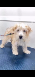 Reunited Male Dog last seen Gracias por la ayuda una buena familia lo encontró y me lo trajo de regreso a casa. Mil gracias 😊, Miami, FL 33196