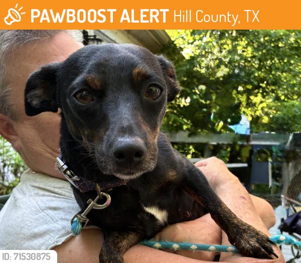 Found/Stray Female Dog last seen New Life Baptist Church, Hill County, TX 76636