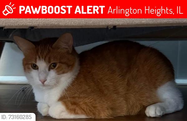 Lost Female Cat last seen S Goebbert Road and E Golf Road, Arlington Heights, IL 60005