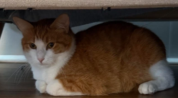 Lost Female Cat last seen S Goebbert Road and E Golf Road, Arlington Heights, IL 60005