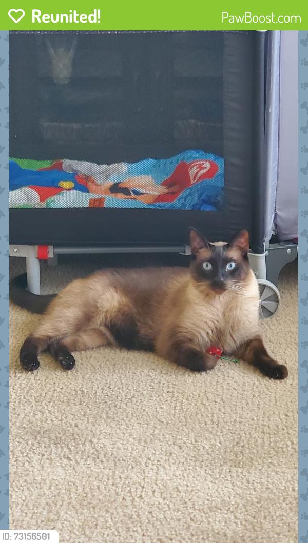 Reunited Male Cat last seen Bardin elementary school, Salinas, CA 93905