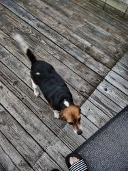 Found/Stray Unknown Dog last seen Glenlock and Sunnyside, Sunnyside Rd, TN 37874