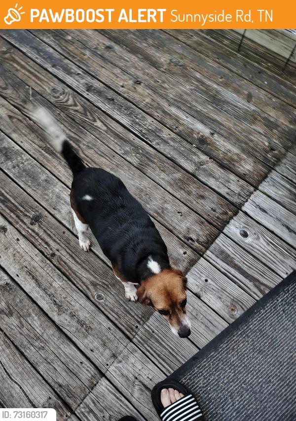 Found/Stray Unknown Dog last seen Glenlock and Sunnyside, Sunnyside Rd, TN 37874