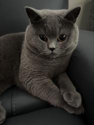 Lost Male Cat last seen Atherwood Ave, Orchard Ave, Wheeler Ave, Redwood City, CA 94061