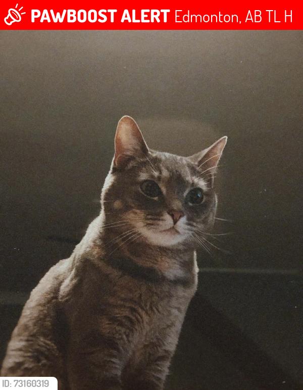 Lost Female Cat last seen Near 60st, Edmonton, AB T6L 6H5