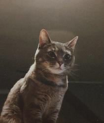 Lost Female Cat last seen Near 60st, Edmonton, AB T6L 6H5