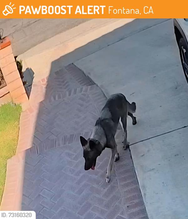 Found/Stray Male Dog last seen Ocotillo and Longview, Fontana, CA 92337
