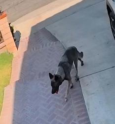 Found/Stray Male Dog last seen Ocotillo and Longview, Fontana, CA 92337
