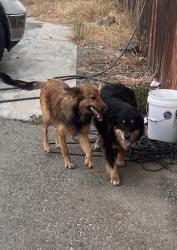 Found/Stray Unknown Dog last seen Merrill Ave and live oak, Fontana, CA 92335