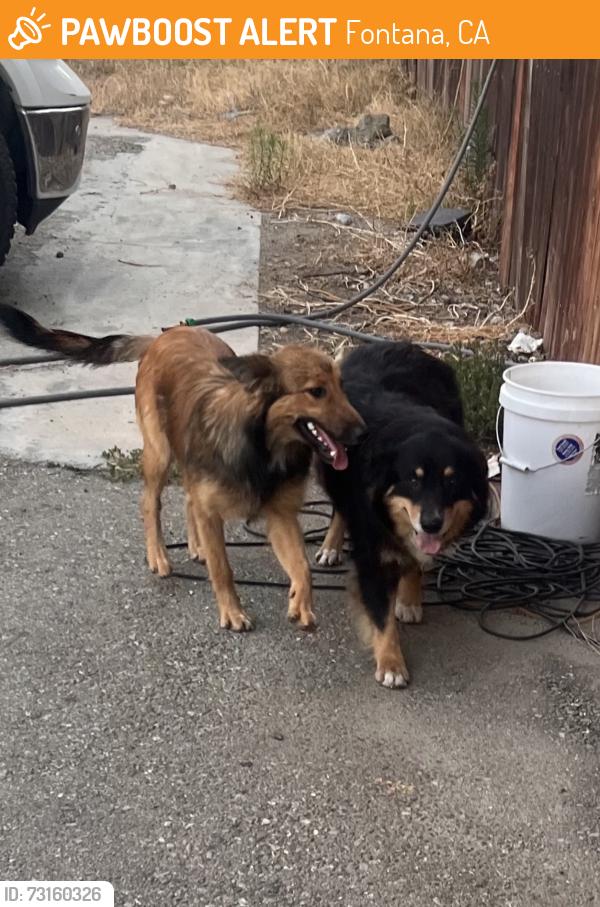 Found/Stray Unknown Dog last seen Merrill Ave and live oak, Fontana, CA 92335