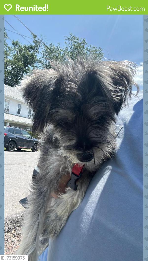Reunited Male Dog last seen Rock St, Scranton, PA 18504