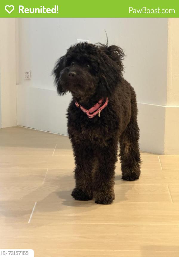 Reunited Female Dog last seen Terracina Ct & Terracina Way, Naples, FL 34119