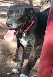 Lost Female Dog last seen Ave Q and 50th st, Lubbock, TX 79401