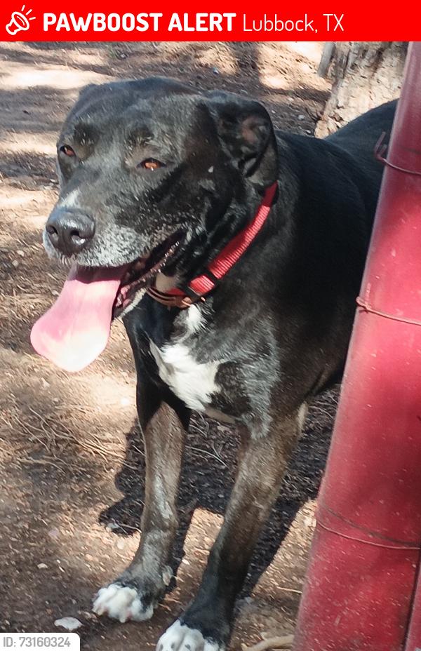 Lost Female Dog last seen Ave Q and 50th st, Lubbock, TX 79401
