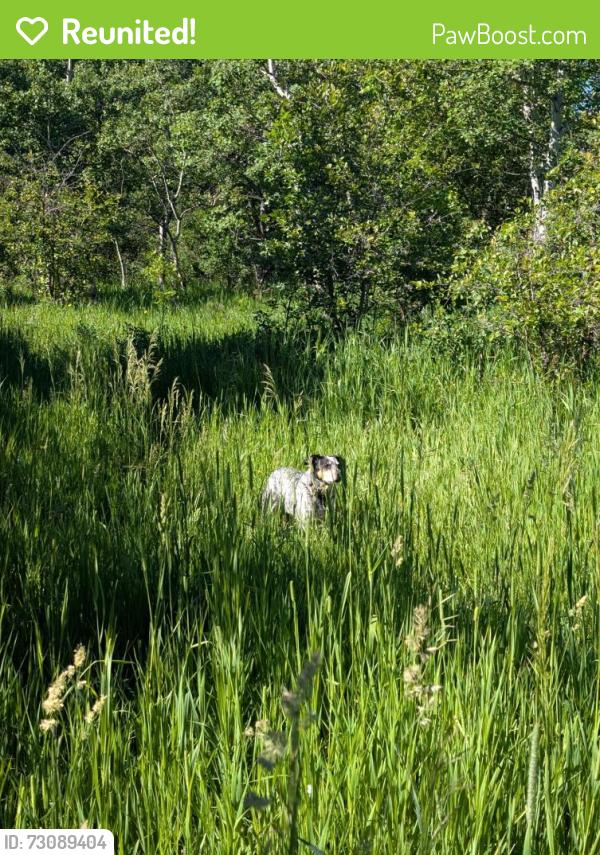 Reunited Unknown Dog last seen Kirk Hill, Bozeman, MT 59718