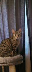 Reunited Female Cat last seen Willowsprings, Encinitas, CA 92024