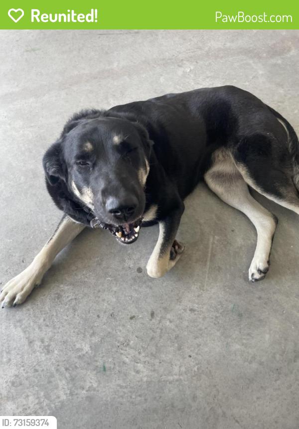 Reunited Female Dog last seen Travis Ranch community, Travis Ranch, TX 75032