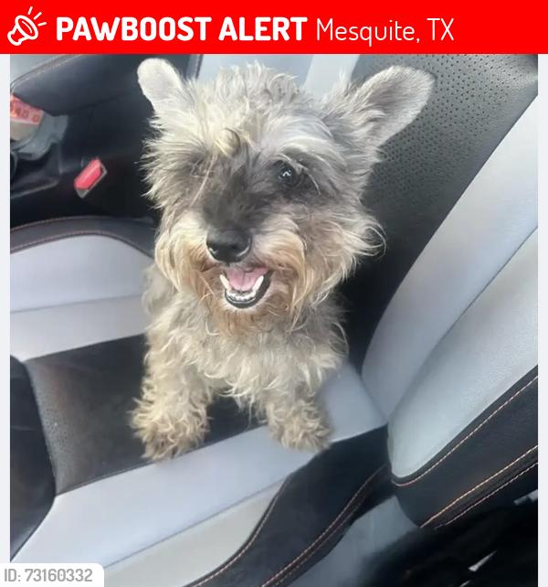 Lost Female Dog last seen Near monticello dr, Mesquite, TX 75149