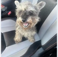 Lost Female Dog last seen Near monticello dr, Mesquite, TX 75149