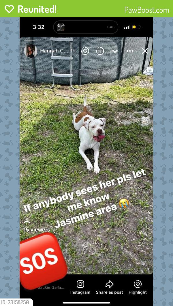 Reunited Female Dog last seen Amadeus Dr and Mimosa, Bayonet Point, FL 34668