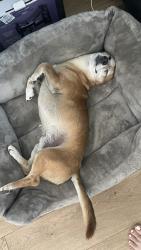 Reunited Male Dog last seen Beech, jurupa, Fontana, CA 92337