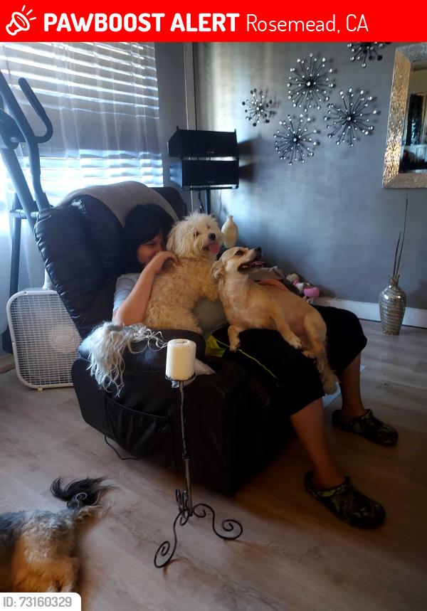 Lost Male Dog last seen Rosemead calico, Rosemead, CA 91770