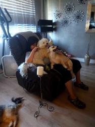 Lost Male Dog last seen Rosemead calico, Rosemead, CA 91770
