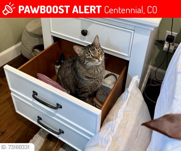 Lost Male Cat last seen University and Dry Creek, Centennial, CO 80122