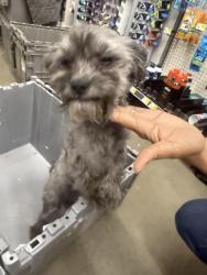 Found/Stray Female Dog last seen Nw 39th ave, Gainesville, FL 32606
