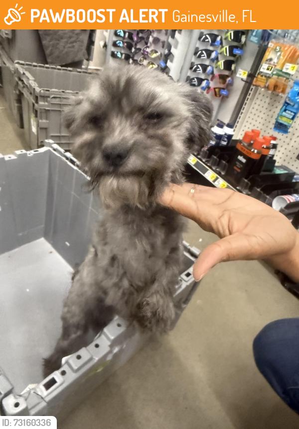 Found/Stray Female Dog last seen Nw 39th ave, Gainesville, FL 32606