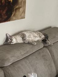 Reunited Male Cat last seen Ballantrae tuxford, San Antonio, TX 78239