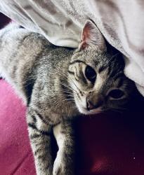 Lost Female Cat last seen German Corner, Collinsville, OK 74021