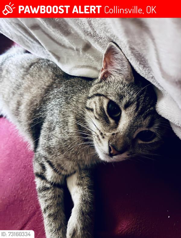 Lost Female Cat last seen German Corner, Collinsville, OK 74021