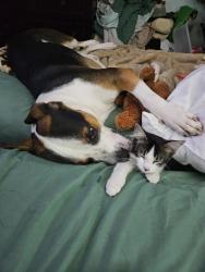 Reunited Female Cat last seen Belfort at Colgate St, Houston, TX 77061
