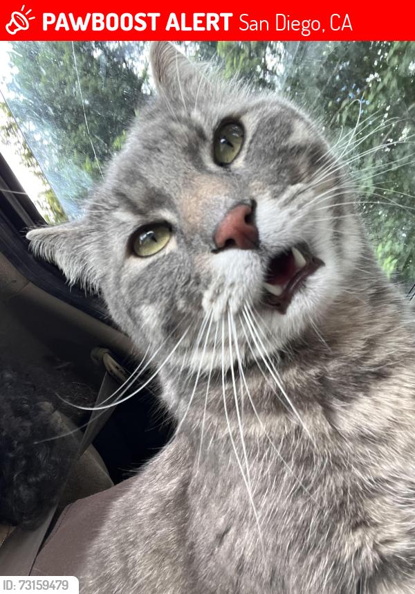Lost Male Cat last seen Mission bay park, San Diego, CA 92109