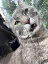 Lost Male Cat last seen Mission bay park, San Diego, CA 92109